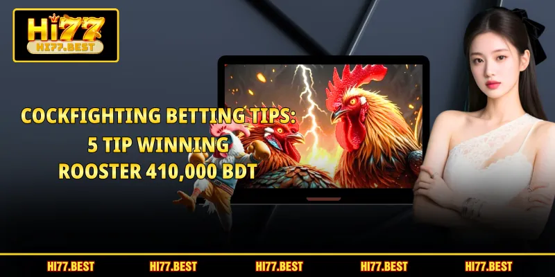 Cockfighting Betting Tips