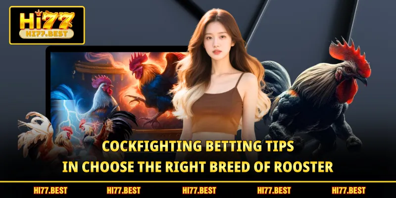 Cockfighting betting tips in choose the right breed of rooster