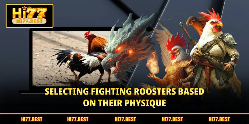 Selecting fighting roosters based on their physique