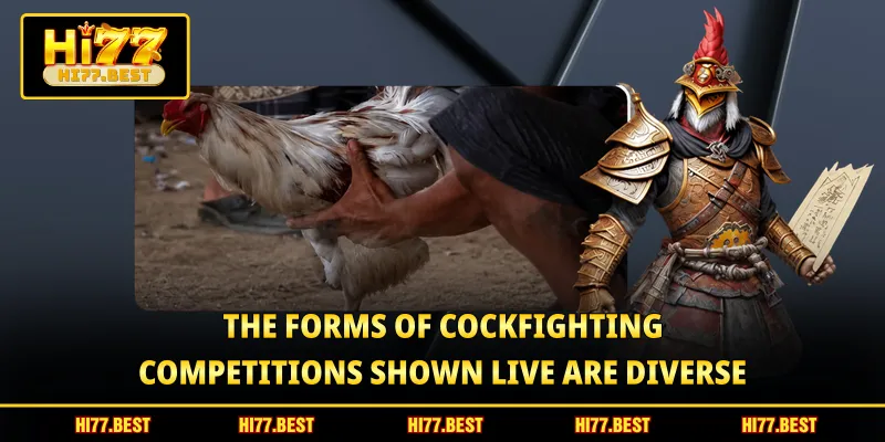 The forms of cockfighting competitions shown live are diverse 